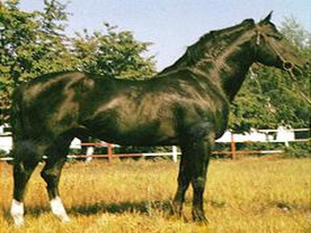 Danube horse