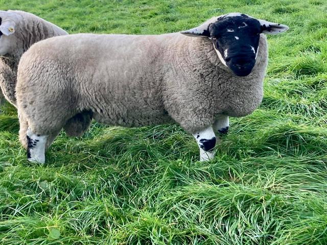 Derbyshire Gritstone sheep