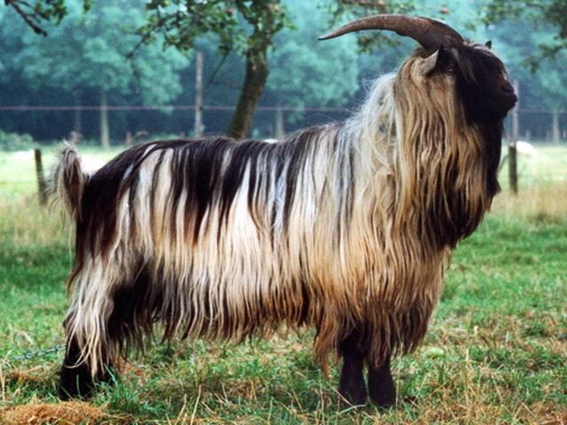 Dutch Landrace goats