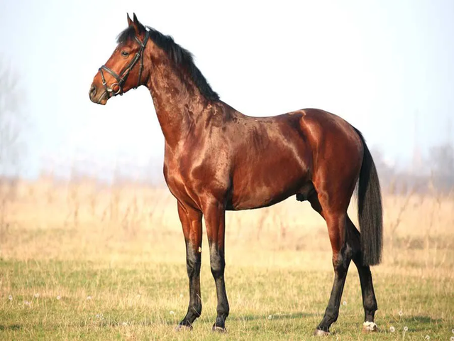 East – bulgarian