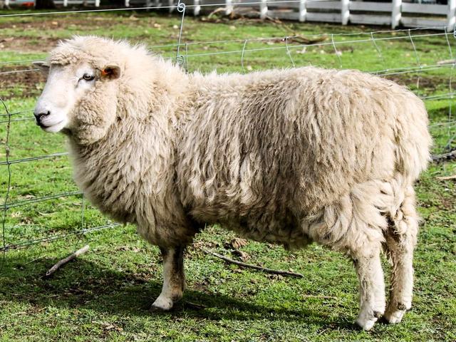 Elliottdale sheep