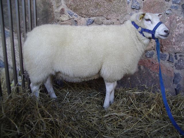 Estonian Whitehead sheep