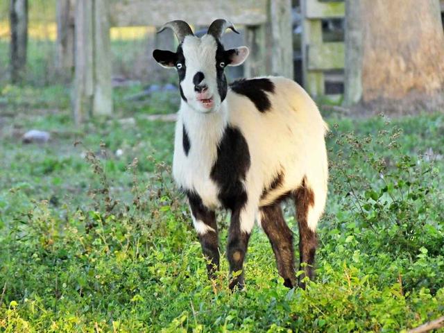 Fainting goats