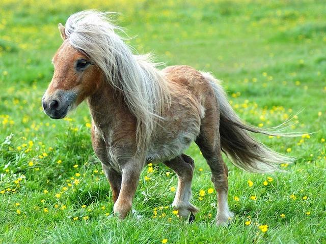Falabella