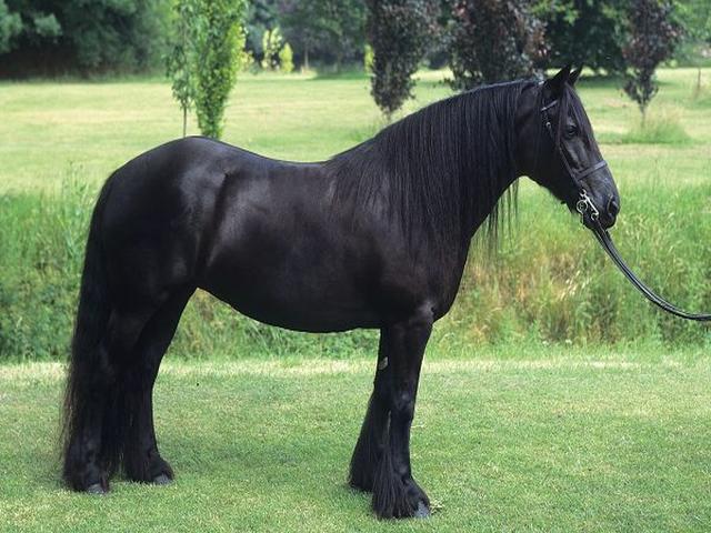 Fell pony