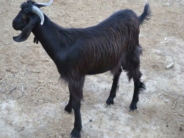 Fergana goat