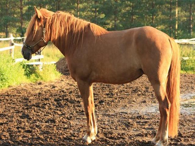 Finnhorse