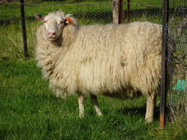 Finnsheep