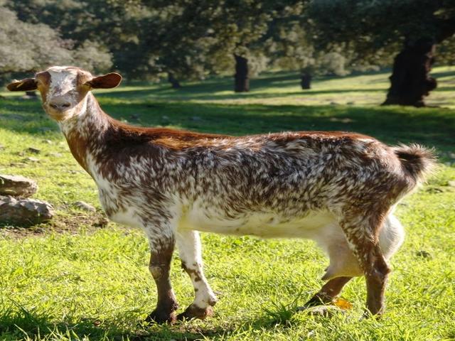 Florida goats
