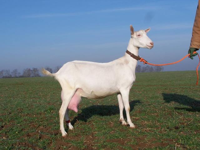 French Saanen goat