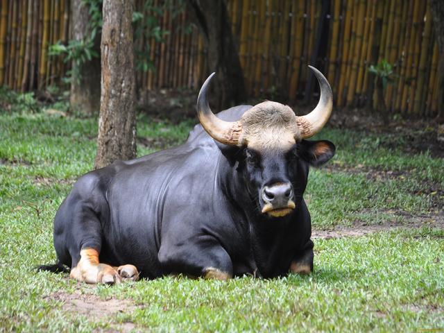 Gaur