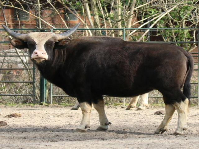 Gajal