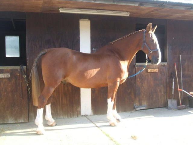 Gelderlander