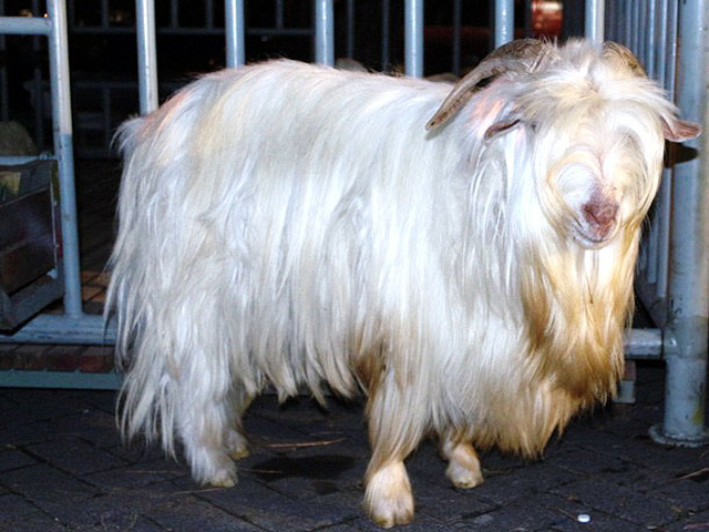 Gembrong goats
