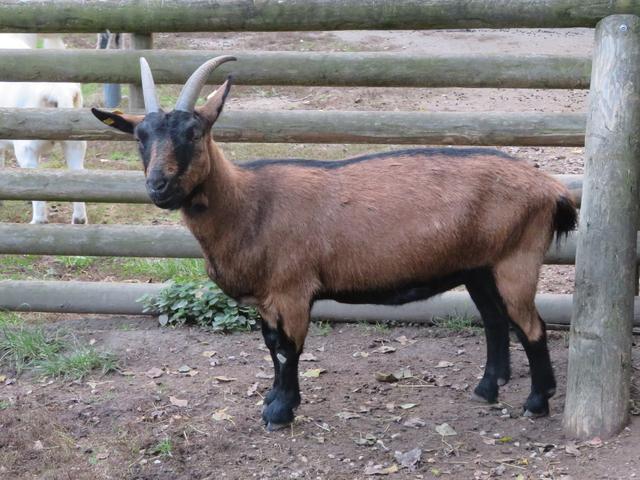 German Improved Fawn goats