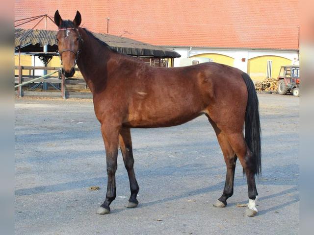 German trotter