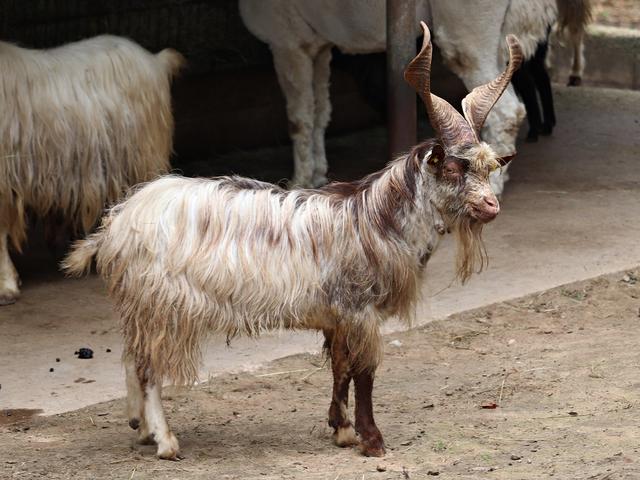 Girgentana goats
