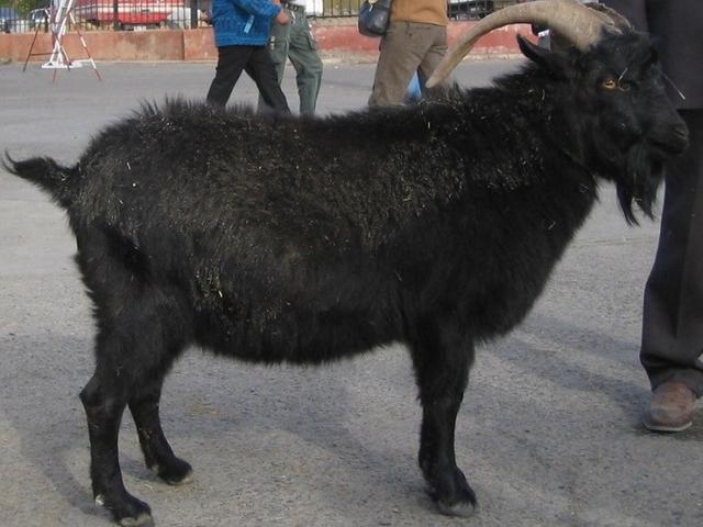 Gobi wool goat