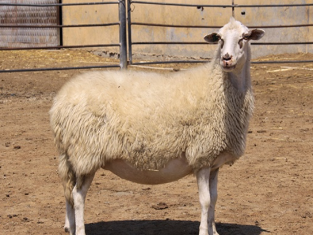 Gokceada sheep