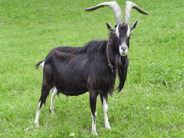 Grison-striped goats