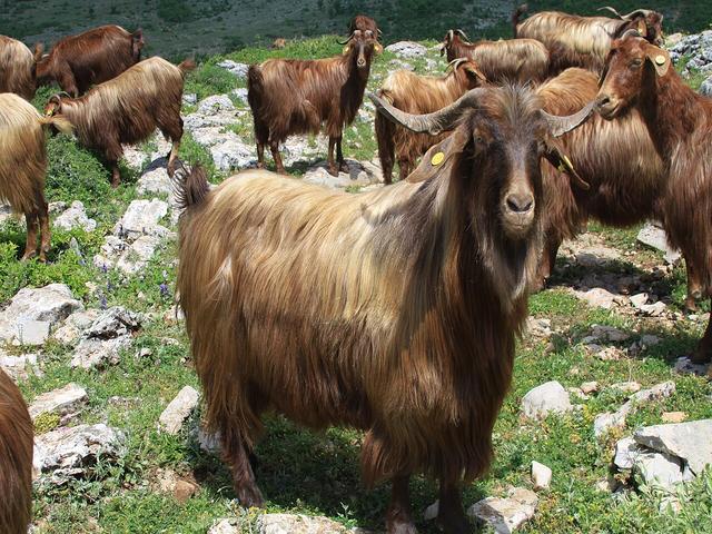 Hasi goat