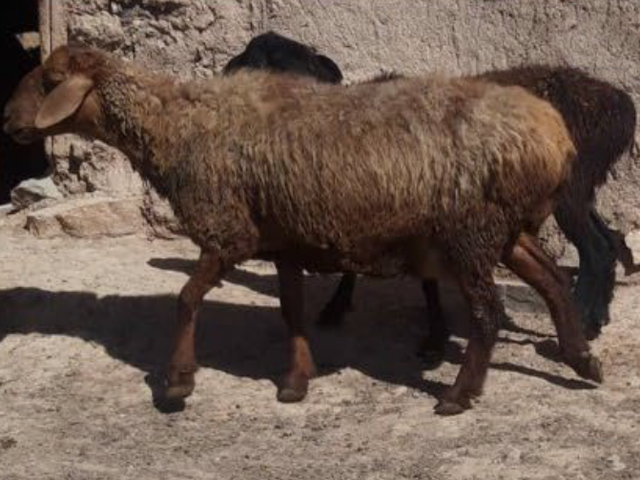 Hazaragie sheep