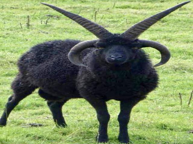 Hebridean sheep