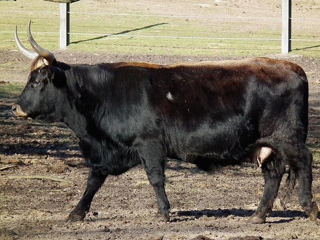 Heck cattle