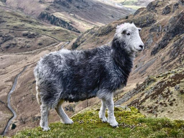 Herdwick sheep
