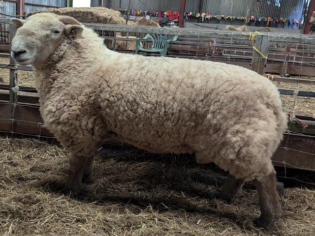 Hill Radnor sheep