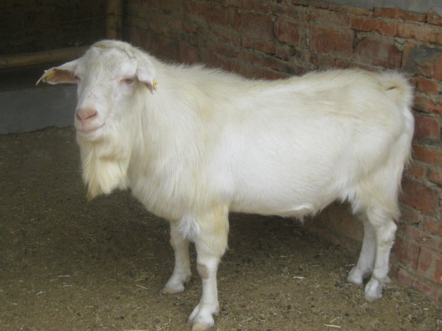 Huanghuai goats