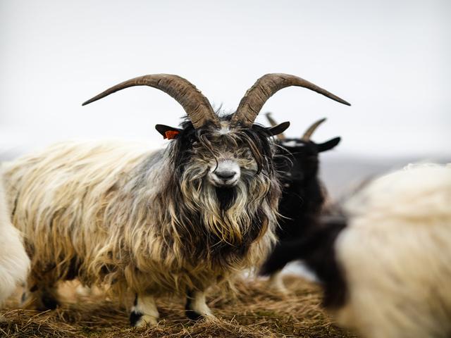 Icelandic goat
