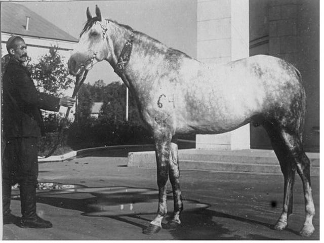 Iomud horse