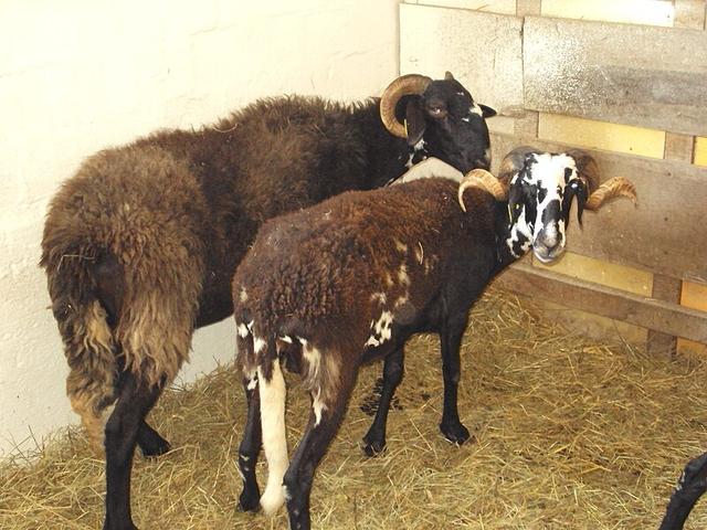 Istriana sheep