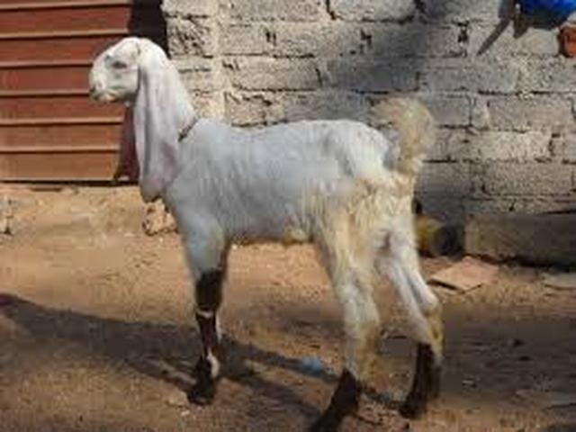 Jamunapari goats