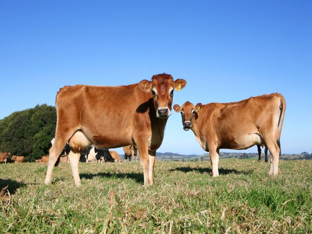 Jersey breed