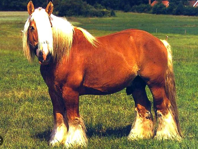 Jutland horse