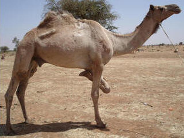 Kabbashi camel