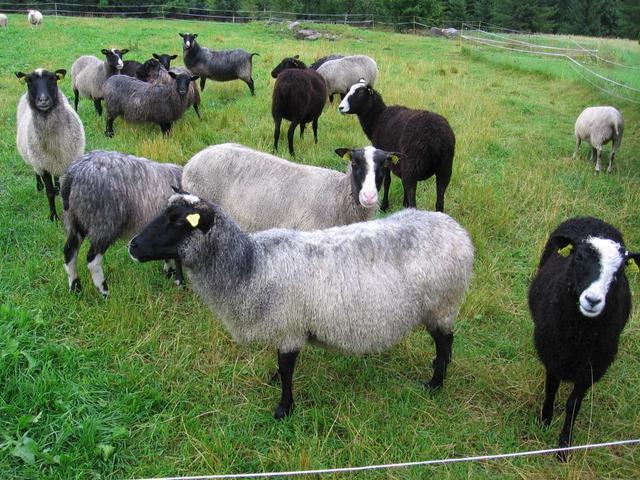 Kainuu Grey sheep