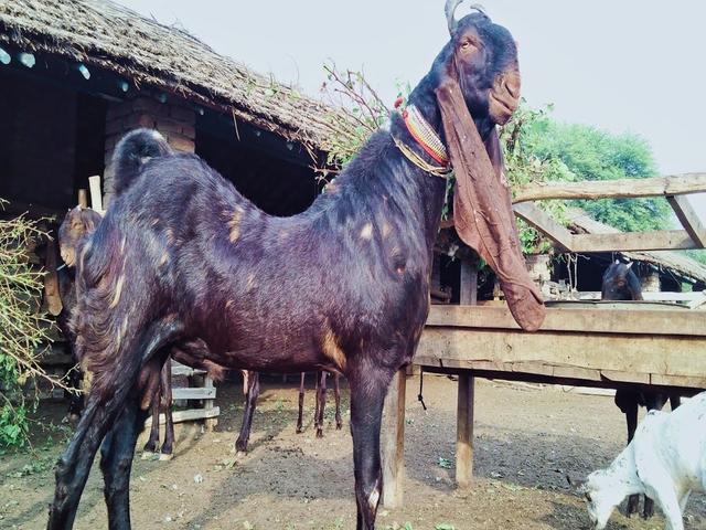 Kamori goats