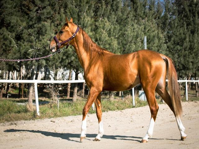Karabakh horse