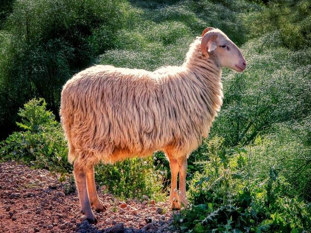 Karabakh sheep