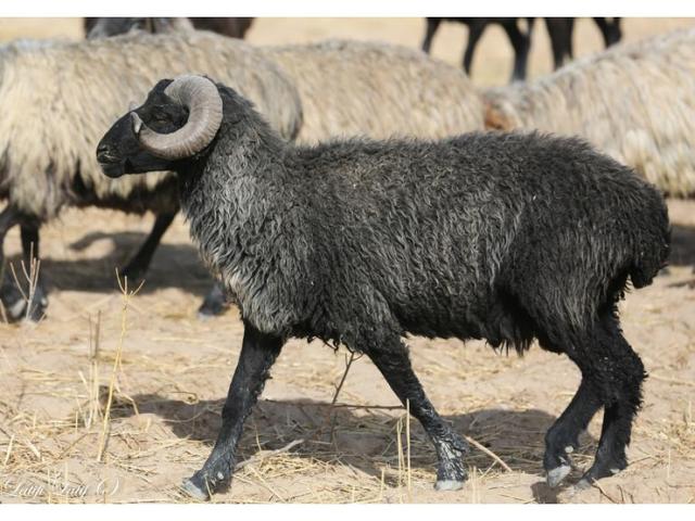Karakul sheep