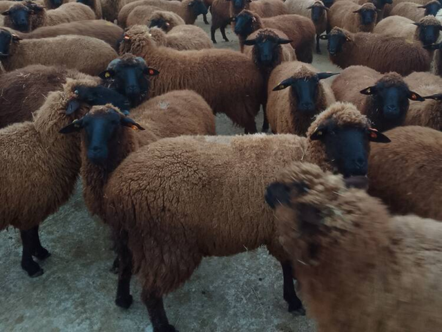 Karnobat sheep