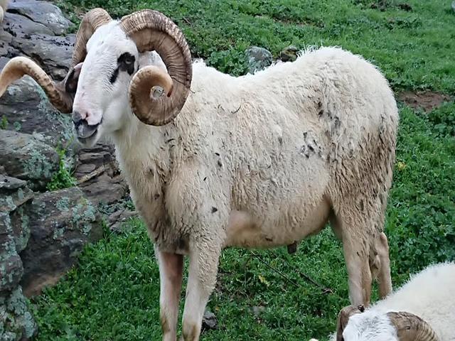Karya sheep