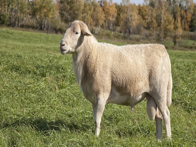 Katahdin sheep