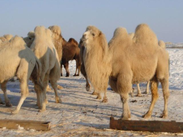 Kazakh Bactrian camel