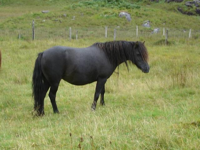 Kerry Bog Pony