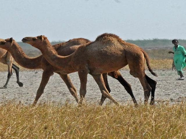 Kharai camel
