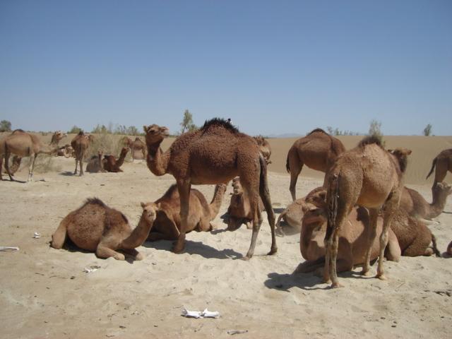 Kharani camel
